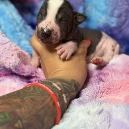Lluvia (Isla) - Black and white female Xoloitzcuintli puppy in Victorville, California from Elegancia Vintage Xoloitzcuintle