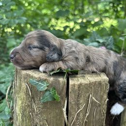 Dale - Dapple male Dachshund puppy in New York from T. Rex Doxies & Friends