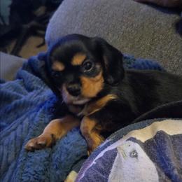 Louie - Cavalier King Charles Spaniel