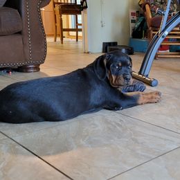Rottweiler Puppies from Mickey's Rottweilers