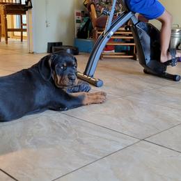 Rottweiler Puppies from Mickey's Rottweilers