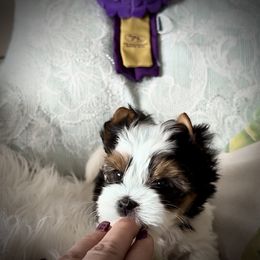 Biewer Terrier Puppies from Allure Biewer Terriers