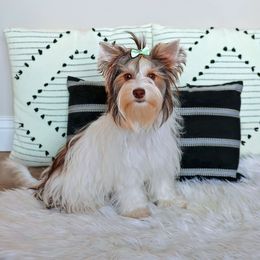 Libby - Biewer Terrier