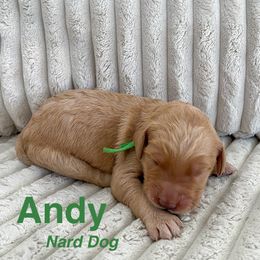 Goldendoodle Puppies from Double the Doodles