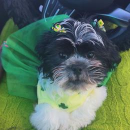 Shih Tzu Puppies from Adams Pawsitive Pawfection