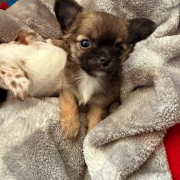 Sparkle - Sable spotted white female Chihuahua puppy in Charlotte, North Carolina from Lawinski’s Chihuahua World