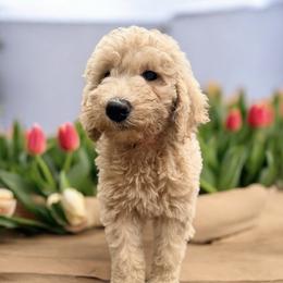 Lila - Apricot female Goldendoodle puppy in Macclenny, Florida from Baker County Goldendoodles