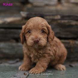 Rhea - Red female Cockapoo puppy in Canastota, New York from Silver City Cockapoos