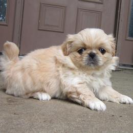 Poppy - Cream female Pekingese puppy in Birdseye, Indiana from Poochie's Pekes