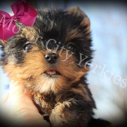 Yorkshire Terrier Puppies from Danielle's Yorkie Babies