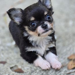 Brielle - Black and tan female Chihuahua puppy in Indianapolis, Indiana from London Rouge Chihuahuas
