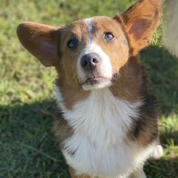Rue - American Corgi