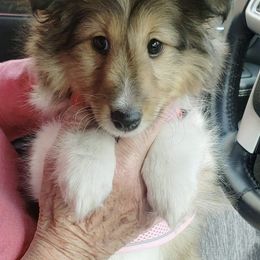 Shetland Sheepdog Puppies from Southern Charm Sheltie’s