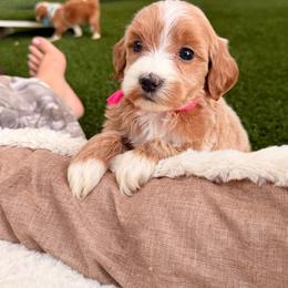 Romy - Hot pink - Apricot female Goldendoodle puppy in Ruthorfordton, North Carolina from Duncan Doodles Goldendoodles