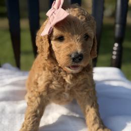 Light Pink - Apricot female Goldendoodle puppy in Bethany, Oklahoma from Daisy Mae Doodles