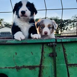 Miniature Australian Shepherd Puppies from Broken T Australian Shepherds