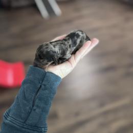 Mocha - Dapple female Dachshund puppy in Live Oak, Florida from Johnson’s Weiner Farm