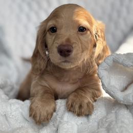 Dachshund Puppies from Dash of Love