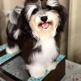 Havanese Puppies from Coraz’on Havanese
