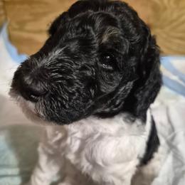 BISCOTTI moyen poodle pup - Parti male Poodle puppy in Milford, Michigan from Cuddley-Poods Moyen poodles