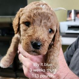 Lt. Blue collar Lilly - Apricot female Goldendoodle puppy in Fairmount, Indiana from Capens' Doodles,Poodles and Poo's