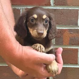 Spice (ready now) - Chocolate and cream female Dachshund puppy in Dinwiddie, Virginia from White Oak Kennels