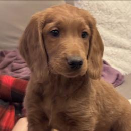 Goldendoodle Puppies from Golden Mesa Doodles