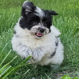 Bentley  F1 POMAPOO - Parti male Assorted Doodle Crosses puppy in Rossville, Georgia from Kendra’s Georgia Peach Pomapoos