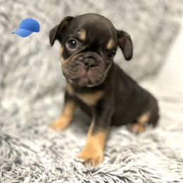 French Bulldog Puppies from Jenny Lorton