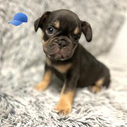 French Bulldog Puppies from Jenny Lorton