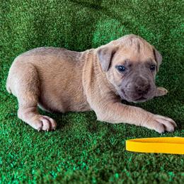 Yellow Collar - Gray and fawn male Cane Corso puppy in Catawba, North Carolina from Catawba Cane Corso