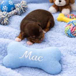 Mac - Red tri-color male Miniature American Shepherd puppy in Covington County, Florida from Sweetbay Aussies/ Miniature American Shepherds