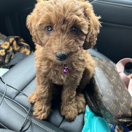 Bernedoodle and Goldendoodle Puppies from Pumpkin Patch Doodles