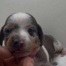 Bubbles - Dapple female Dachshund puppy in Bakersfield, California from KC Doxies