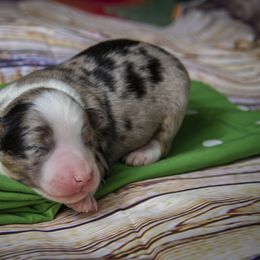 Miniature Australian Shepherd Puppies from Rocky Mountain Mini Aussies