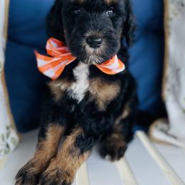 Goldendoodle Puppies from Thompson Creek Doodles