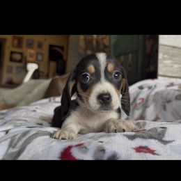 White Claw - Piebald male Dachshund puppy in Floresville, Texas from Muddy River Dachshunds