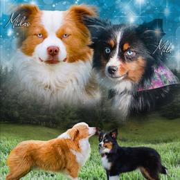 Miniature American Shepherd puppies from Alpine Tails