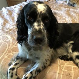 Arnold - English Springer Spaniel
