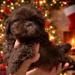 Boy 2 - Chocolate male Shih Tzu puppy in Seguin, Texas from Dolled Up Shih Tzus