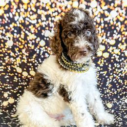 Boy 6 - Parti Poodle puppy in Lake City, Florida from 224 Doodles and Poodles