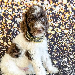 Boy 6 - Parti Poodle puppy in Lake City, Florida from 224 Doodles and Poodles