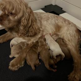 Lady - Red female Cockapoo puppy in Mocksville, North Carolina from Little Bear Doodles