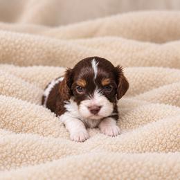 S'More - Chocolate female Cavapoo puppy in Floyd, Virginia from Hearts and Paws Poodles and Doodles