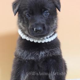 Odette - Black and cream female German Shepherd puppy in De Land, Florida from 3B’s Animal Artistry