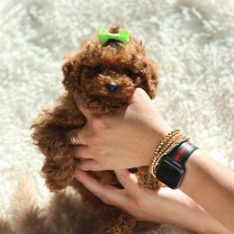 Mars- Green Collar - Red  male Poodle puppy in Atlanta, Georgia from Sprinkle Me Puppy