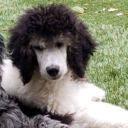 Poodle All Grown Up from Canine Magic Poodles