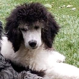 Poodle All Grown Up from Canine Magic Poodles