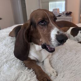 BUDDY - Basset Hound