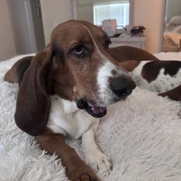 BUDDY - Basset Hound